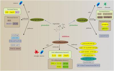 The therapeutic potential of triptolide and celastrol in neurological diseases